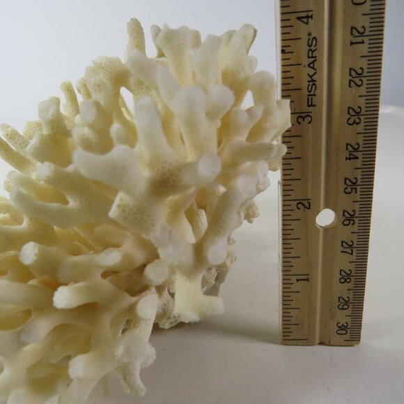 Birds Nest Coral REAL Vintage4x6.5x6.5 White - Picture 4 of 9